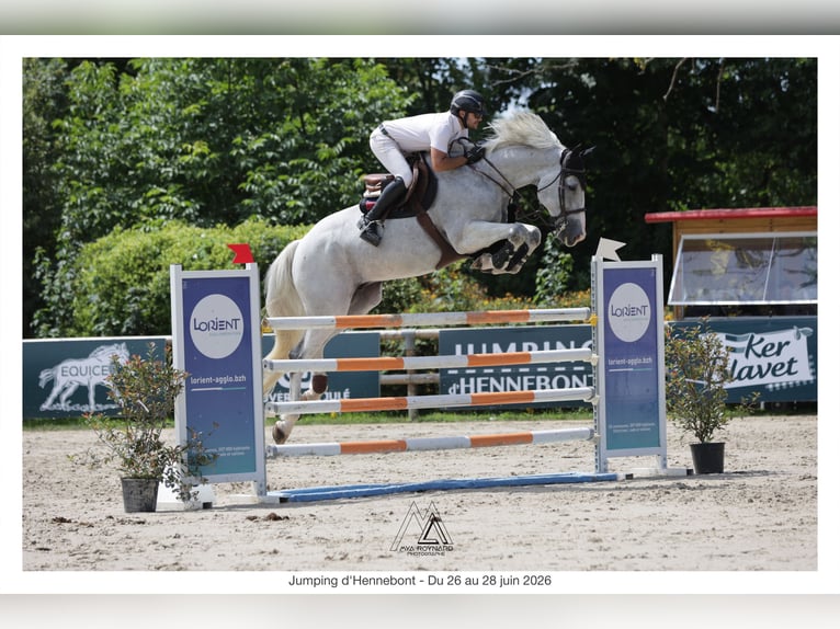 Francés de silla (Selle francais) Caballo castrado 12 años 173 cm Tordo in Brest