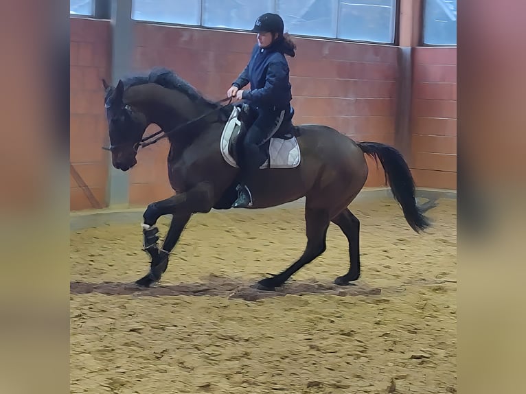 Francés de silla (Selle francais) Caballo castrado 12 años 175 cm Castaño in Lage