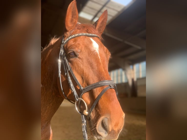 Francés de silla (Selle francais) Mestizo Caballo castrado 13 años 168 cm Alazán in Herborn