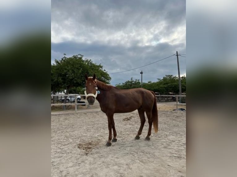 Francés de silla (Selle francais) Caballo castrado 13 años 170 cm Alazán in Viladecans