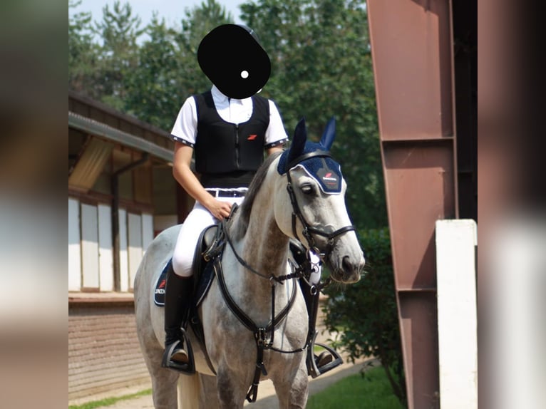 Francés de silla (Selle francais) Caballo castrado 13 años 170 cm Tordo in Misinto
