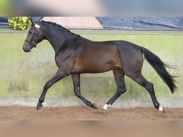 Francés de silla (Selle francais) Caballo castrado 13 años 175 cm Castaño oscuro in Andernos-les-Bains