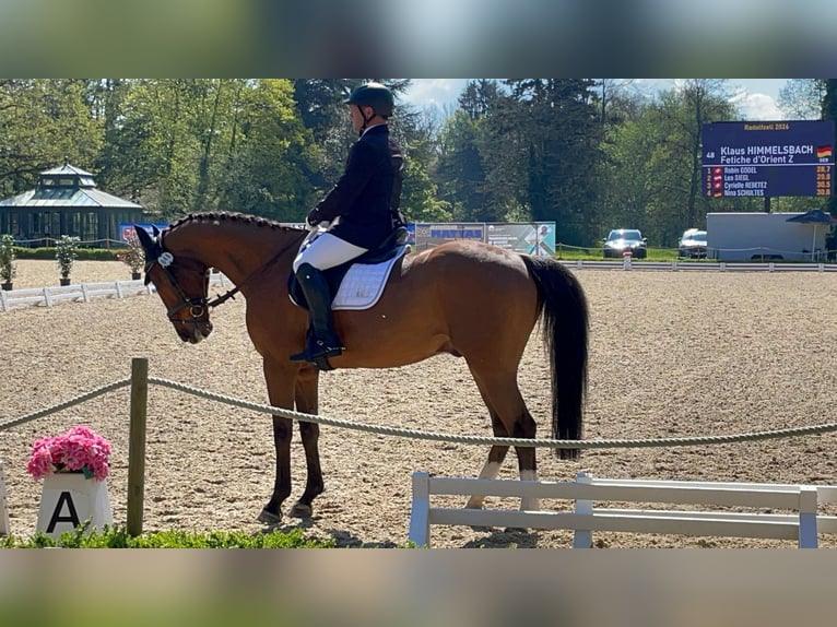 Francés de silla (Selle francais) Caballo castrado 14 años 165 cm Castaño in Neuried