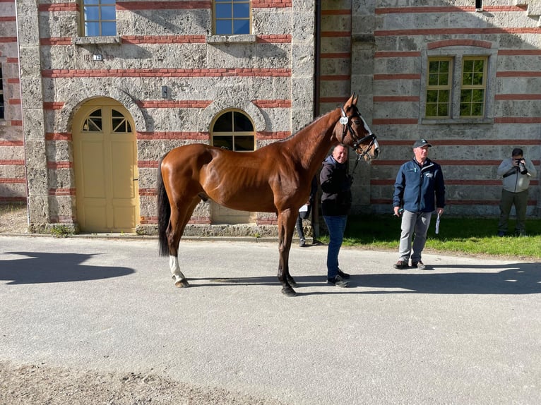 Francés de silla (Selle francais) Caballo castrado 14 años 165 cm Castaño in Neuried