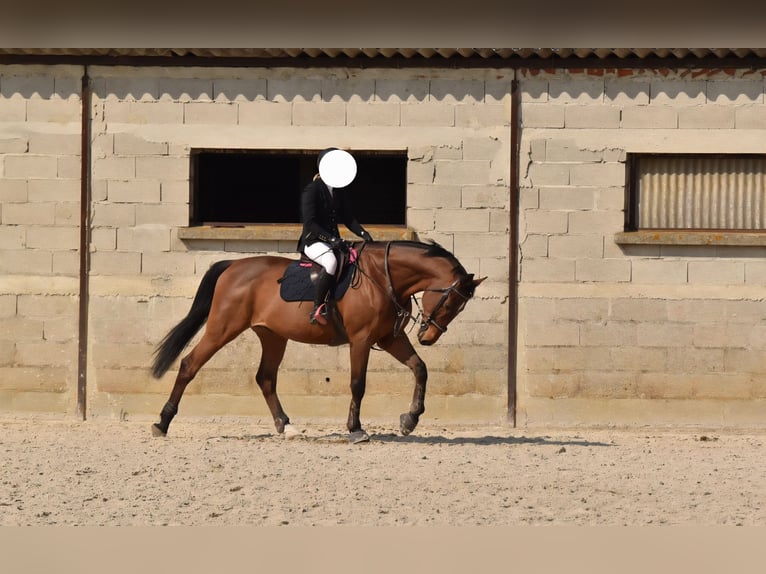Francés de silla (Selle francais) Caballo castrado 14 años 173 cm Castaño in Noé-les-Mallets