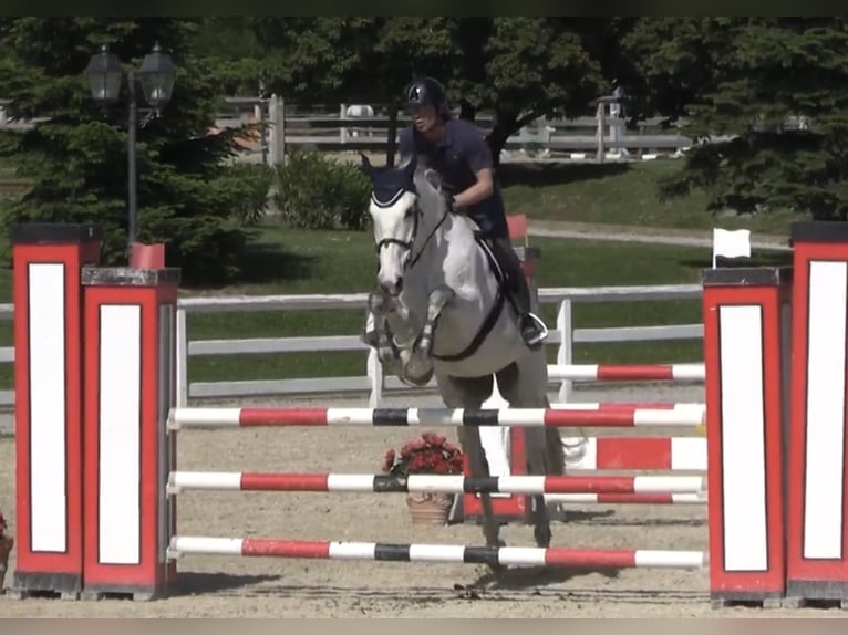 Francés de silla (Selle francais) Caballo castrado 14 años Tordo in Bregnano