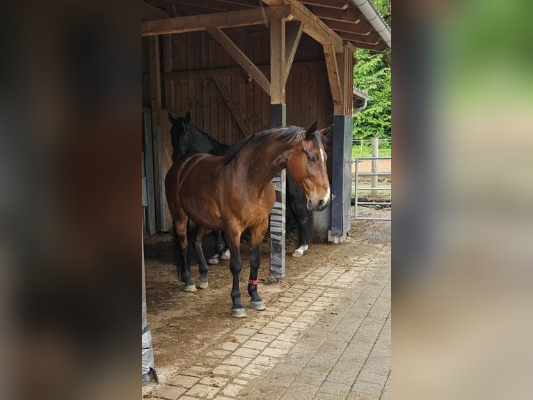 Francés de silla (Selle francais) Caballo castrado 16 años 165 cm Castaño in Lenggries