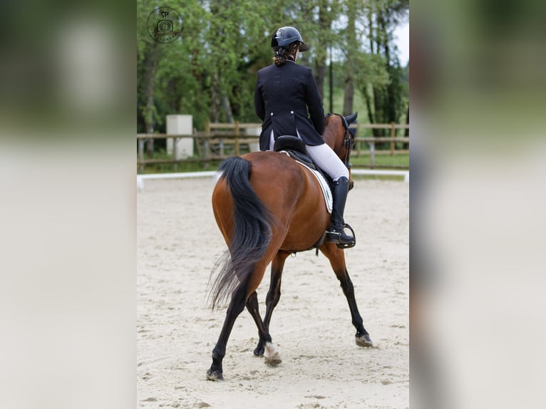 Francés de silla (Selle francais) Caballo castrado 16 años 167 cm Castaño in Tartas