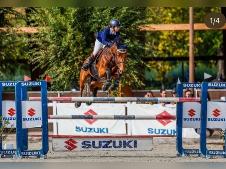 Francés de silla (Selle francais) Caballo castrado 16 años 168 cm Castaño oscuro in San Martín de la vega