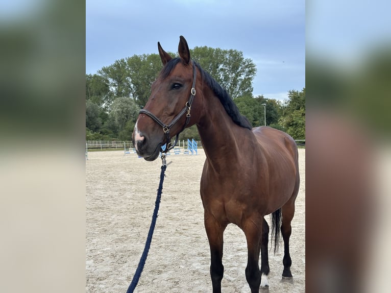 Francés de silla (Selle francais) Caballo castrado 16 años 173 cm Castaño oscuro in Karlsruhe