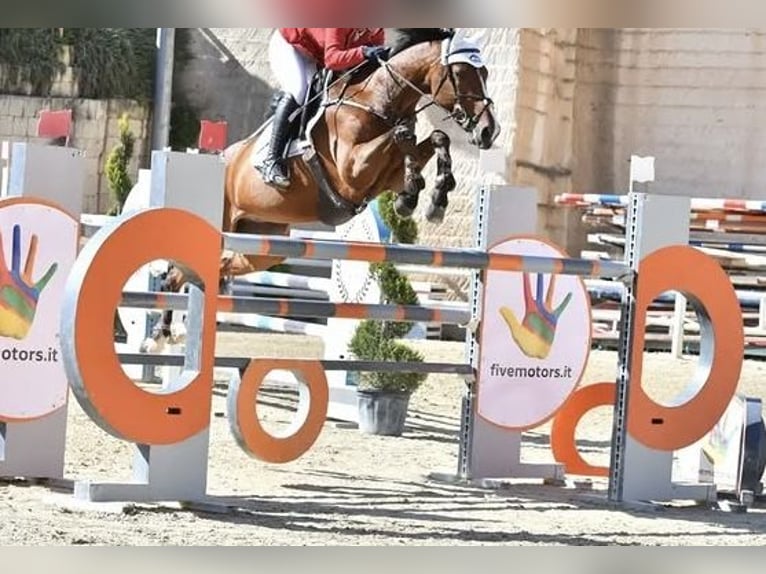 Francés de silla (Selle francais) Caballo castrado 16 años Castaño rojizo in Palermo