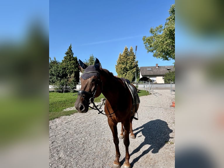 Francés de silla (Selle francais) Caballo castrado 17 años 170 cm Alazán in Neuburg an der Donau