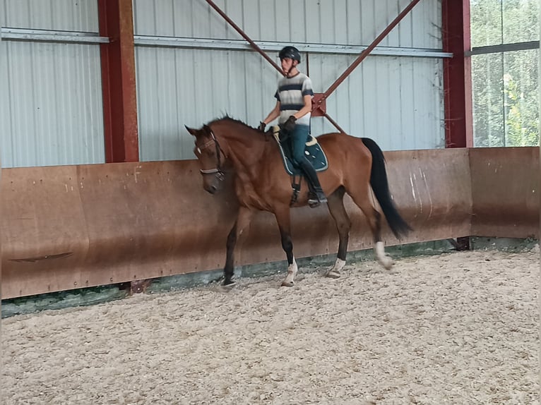 Francés de silla (Selle francais) Caballo castrado 17 años 180 cm Morcillo in La Rochelle