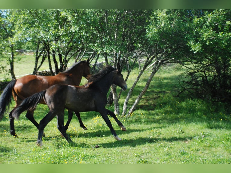 Francés de silla (Selle francais) Caballo castrado 1 año Musgo marrón in RODELLE