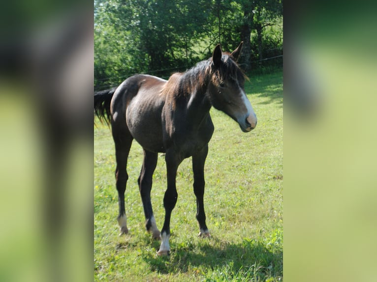 Francés de silla (Selle francais) Caballo castrado 1 año Musgo marrón in RODELLE