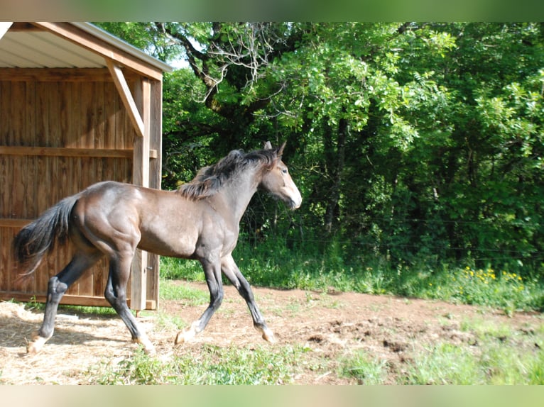 Francés de silla (Selle francais) Caballo castrado 1 año Musgo marrón in RODELLE