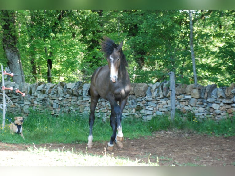 Francés de silla (Selle francais) Caballo castrado 1 año Musgo marrón in RODELLE