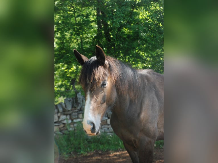 Francés de silla (Selle francais) Caballo castrado 1 año Musgo marrón in RODELLE