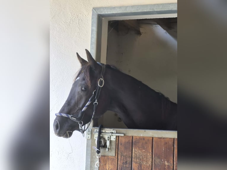 Francés de silla (Selle francais) Caballo castrado 1 año Negro in Thorens-Glières