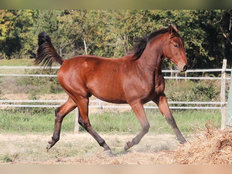 Francés de silla (Selle francais) Caballo castrado 2 años 150 cm Castaño in Villeréal