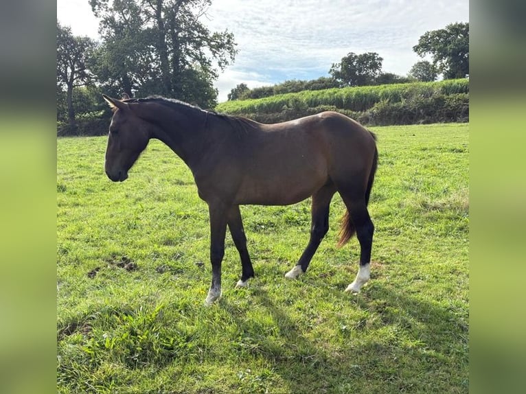 Francés de silla (Selle francais) Caballo castrado 2 años 152 cm Castaño in Sartilly Baie Bocage