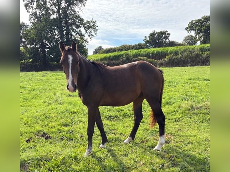 Francés de silla (Selle francais) Caballo castrado 2 años 152 cm Castaño in Sartilly Baie Bocage