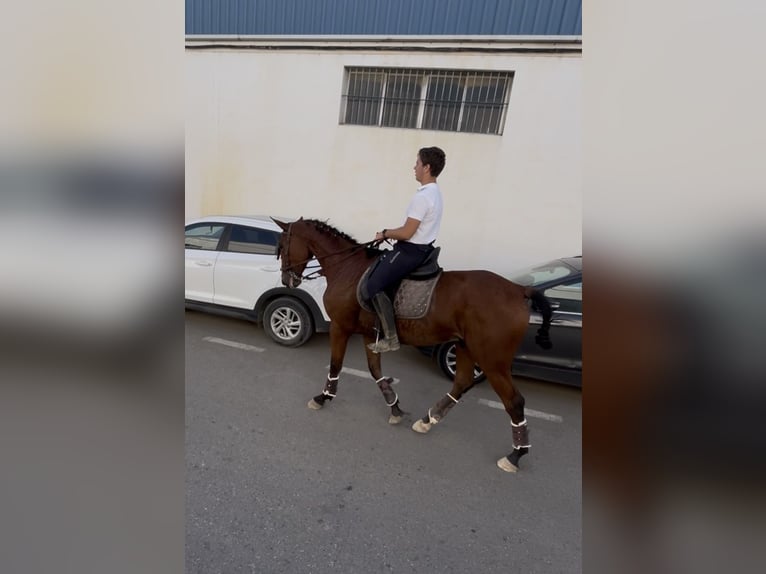 Francés de silla (Selle francais) Caballo castrado 2 años 165 cm Castaño in Carmona