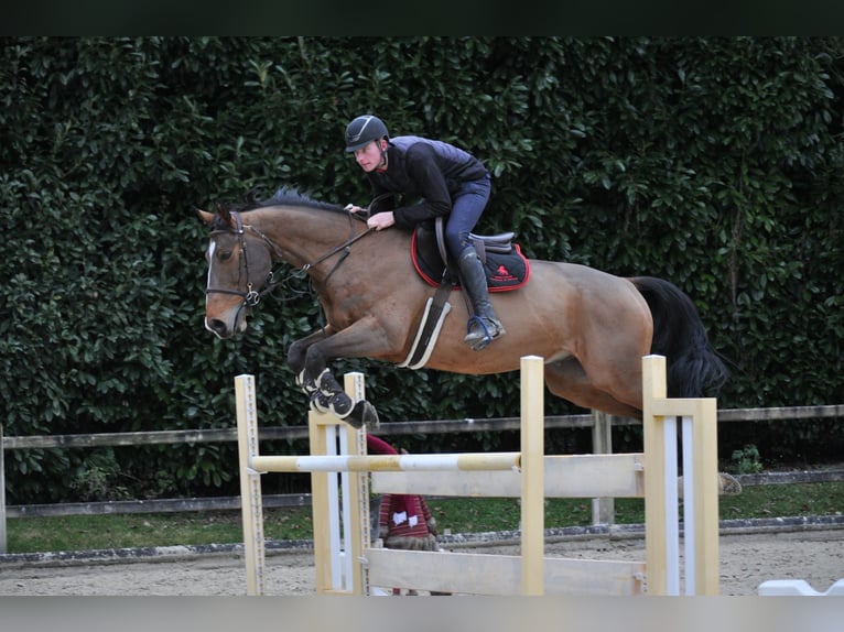 Francés de silla (Selle francais) Caballo castrado 2 años 168 cm Castaño in Saint-Genis-Pouilly
