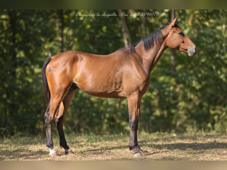 Francés de silla (Selle francais) Caballo castrado 2 años 171 cm Castaño in Mende