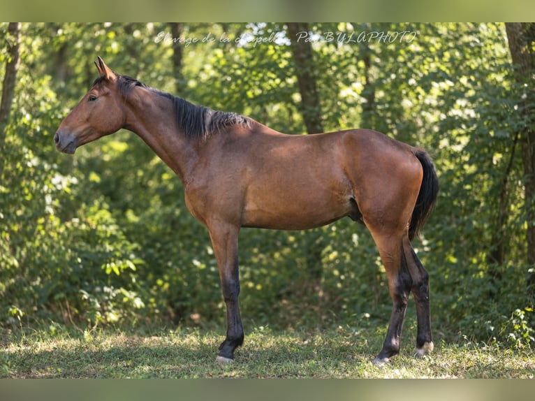 Francés de silla (Selle francais) Caballo castrado 2 años 171 cm Castaño in Mende