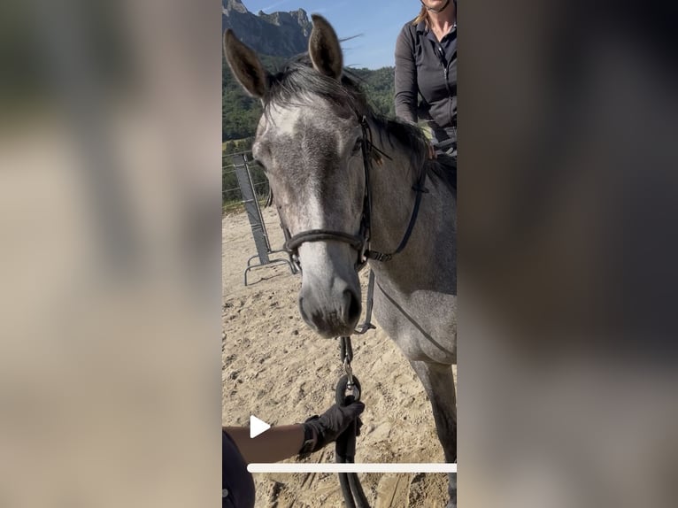 Francés de silla (Selle francais) Caballo castrado 3 años 163 cm Tordo in Couiza