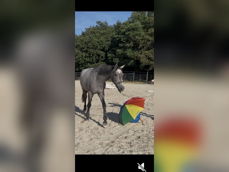 Francés de silla (Selle francais) Caballo castrado 3 años 163 cm Tordo in Couiza