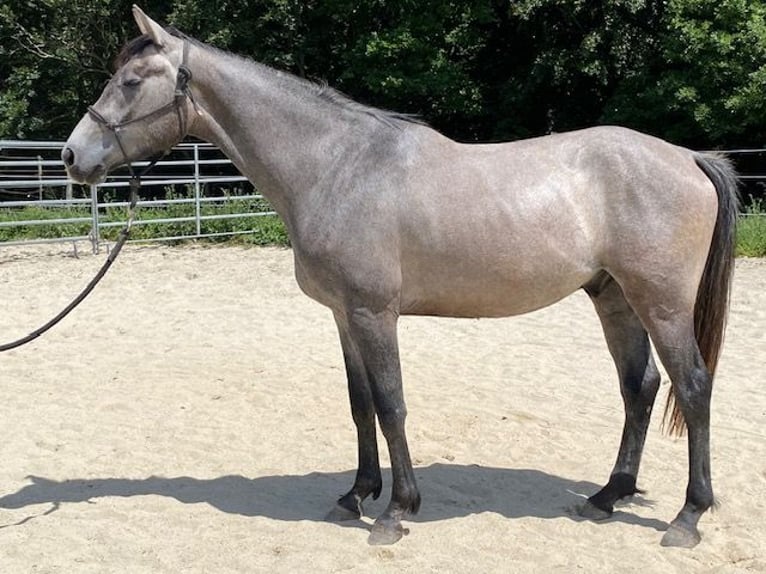 Francés de silla (Selle francais) Caballo castrado 3 años 163 cm Tordo in Couiza