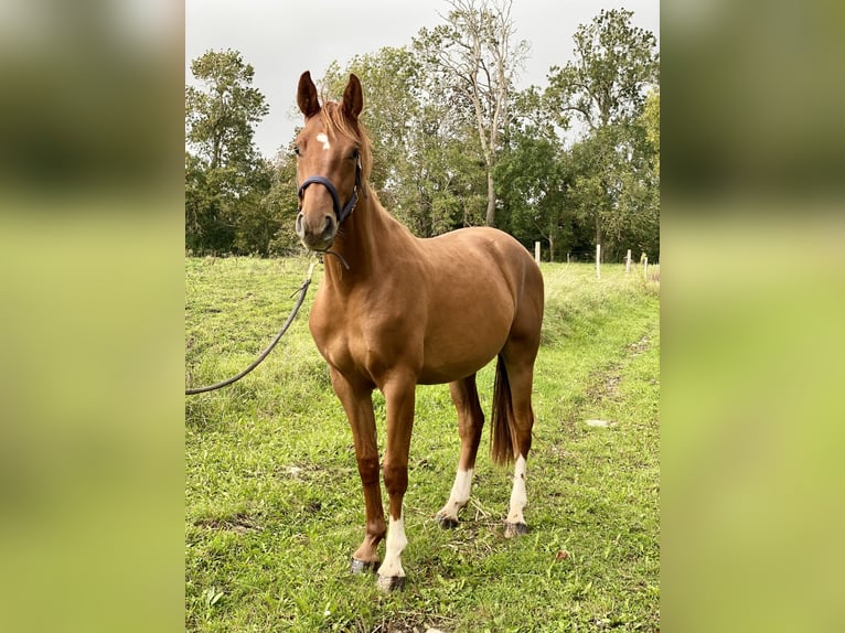 Francés de silla (Selle francais) Caballo castrado 3 años 165 cm Alazán in Vaucelles
