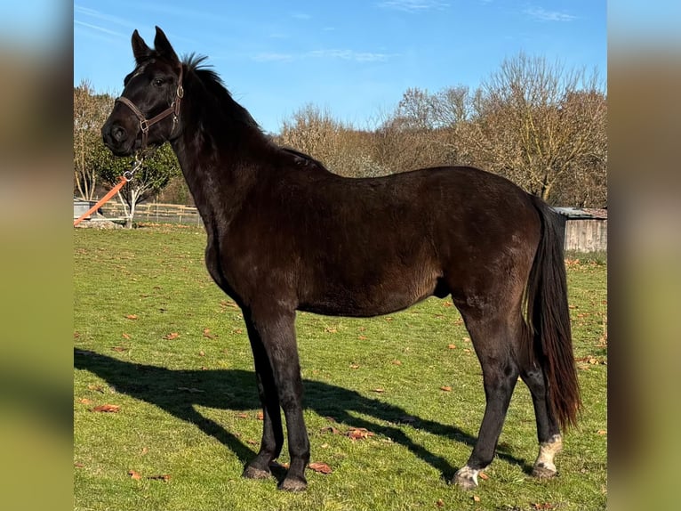 Francés de silla (Selle francais) Caballo castrado 3 años 169 cm Negro in Préchac