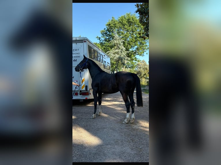 Francés de silla (Selle francais) Caballo castrado 3 años 172 cm Negro in Le Temple-sur-Lot