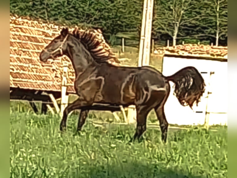Francés de silla (Selle francais) Caballo castrado 3 años 174 cm Morcillo in Toulouse