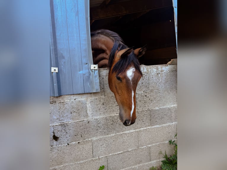 Francés de silla (Selle francais) Caballo castrado 3 años Castaño in Tours