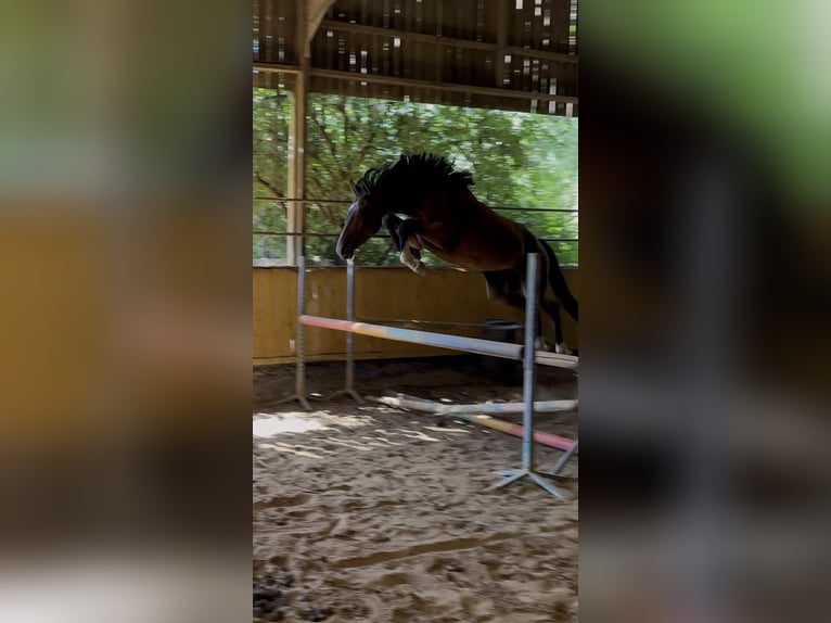 Francés de silla (Selle francais) Caballo castrado 3 años Castaño oscuro in Tours