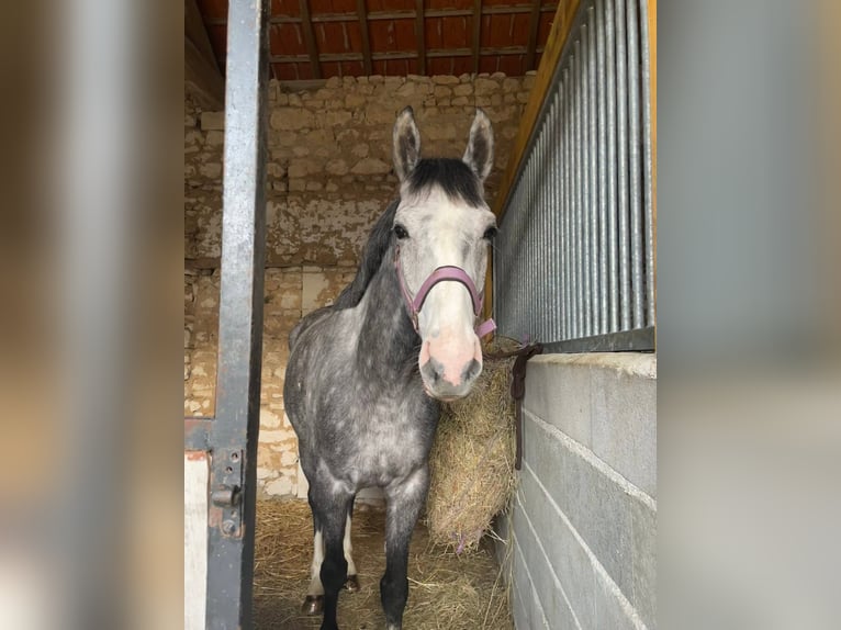 Francés de silla (Selle francais) Caballo castrado 4 años 163 cm Tordo rodado in Antogny le tillac
