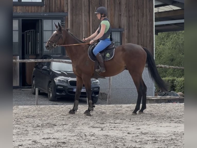 Francés de silla (Selle francais) Caballo castrado 4 años 165 cm Castaño in Trooz