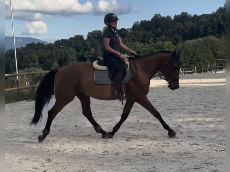 Francés de silla (Selle francais) Caballo castrado 4 años 165 cm Castaño in Rumilly