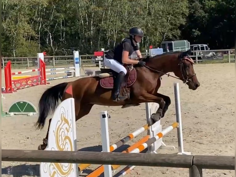 Francés de silla (Selle francais) Caballo castrado 4 años 165 cm Castaño in Rumilly