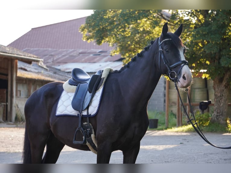 Francés de silla (Selle francais) Caballo castrado 4 años 165 cm Negro in Sardieu