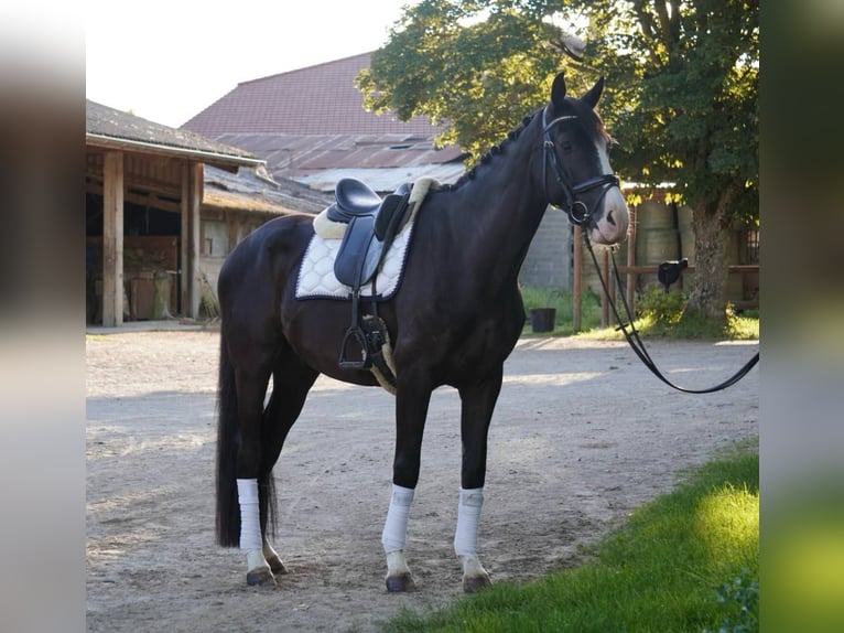 Francés de silla (Selle francais) Caballo castrado 4 años 165 cm Negro in Sardieu