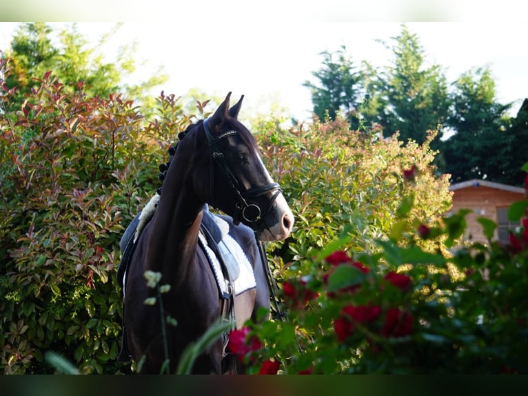 Francés de silla (Selle francais) Caballo castrado 4 años 165 cm Negro in Sardieu