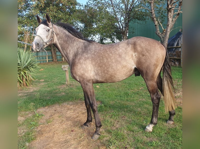 Francés de silla (Selle francais) Caballo castrado 4 años 165 cm Tordo in Ruaudin