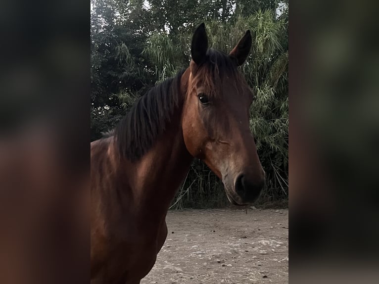 Francés de silla (Selle francais) Caballo castrado 4 años 166 cm Castaño in La Crau