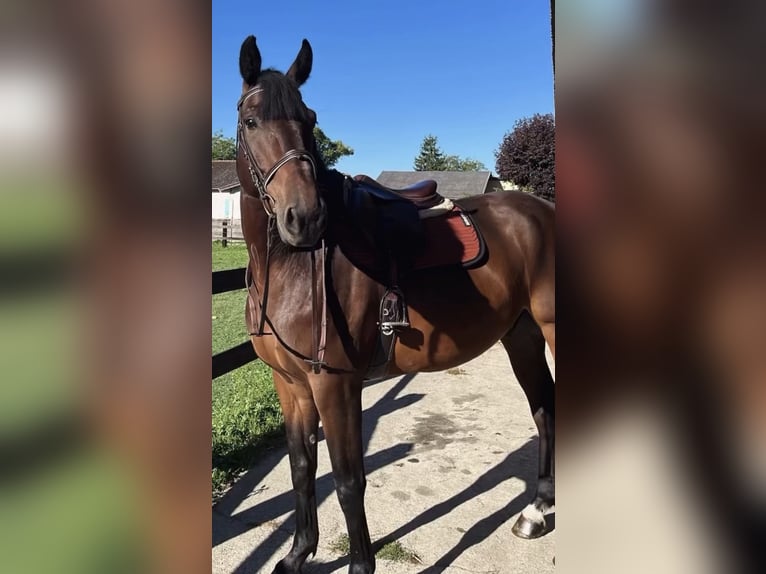 Francés de silla (Selle francais) Caballo castrado 4 años 166 cm Morcillo in Chanas