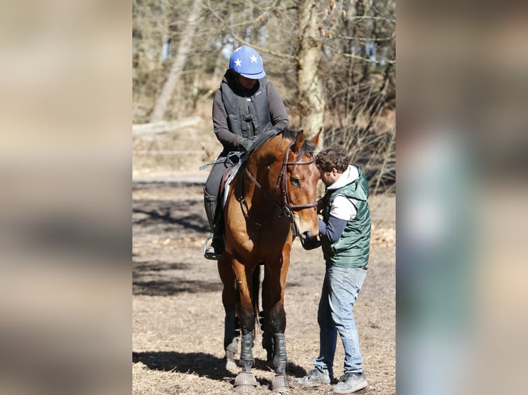 Francés de silla (Selle francais) Caballo castrado 4 años 168 cm Castaño in La garnache